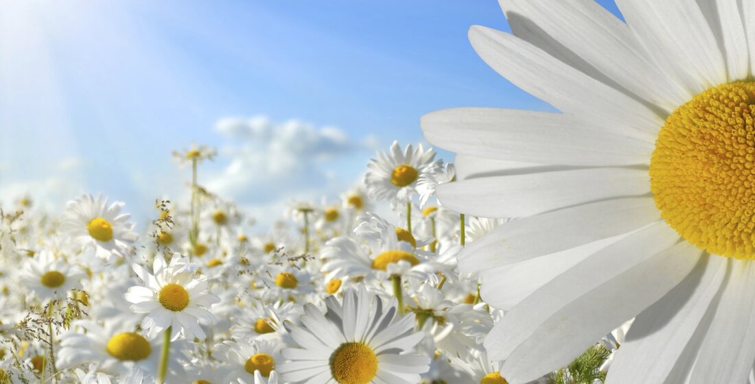 Blumenwiese mit Margeriten
